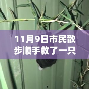 散步奇遇，救助‘鳥界二哈’的自我成長啟示