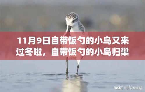 自帶飯勺的小鳥歸巢過(guò)冬，生態(tài)適應(yīng)還是人類干預(yù)？