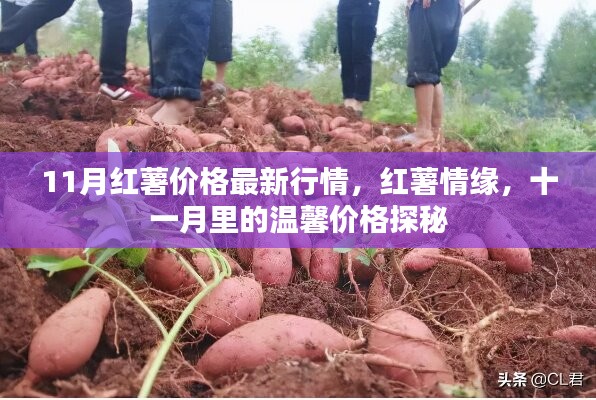 11月紅薯價格行情揭秘，情緣與溫馨價格的探秘