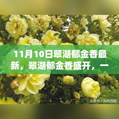 翠湖郁金香盛開，尋找內(nèi)心平靜的芳香之旅記實報道