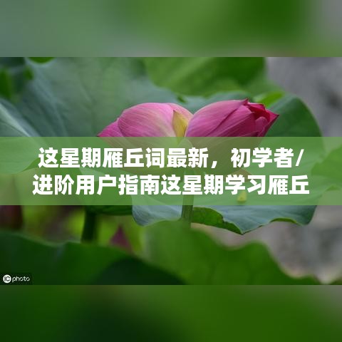 初學者與進階用戶指南，這星期學習雁丘詞的詳細步驟與最新指南
