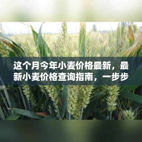最新小麥價(jià)格查詢指南，教你如何獲取本月今年小麥價(jià)格信息