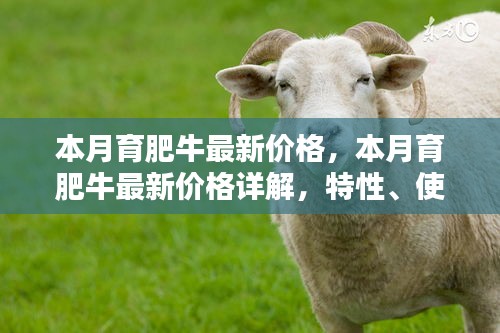 本月育肥牛價格詳解，特性、體驗、競品對比及用戶群體分析
