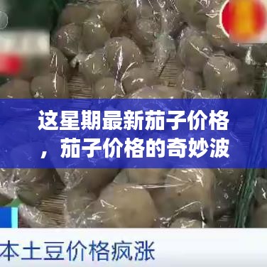 本周茄子價格揭秘，奇妙波動與溫馨菜價之旅