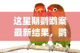 鸚鵡案最新進展揭秘，心靈覺醒的自然之旅與微笑結局