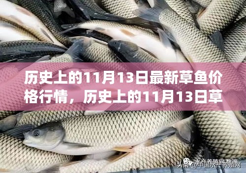 歷史上的草魚(yú)行情，揭秘11月13日的草魚(yú)價(jià)格與市場(chǎng)走勢(shì)分析