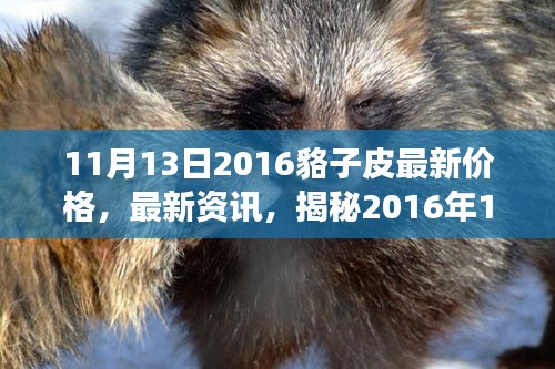 揭秘，2016年11月13日貉子皮市場最新行情及價格走勢分析