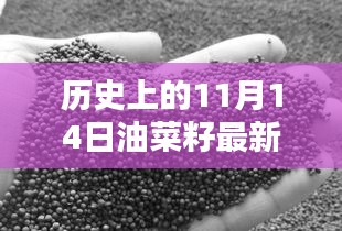 歷史上的11月14日油菜籽價(jià)格行情解析及查詢指南，最新行情與查詢步驟全解析