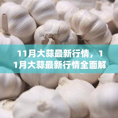 11月大蒜行情全面解析，市場動態(tài)掌握與應(yīng)對策略