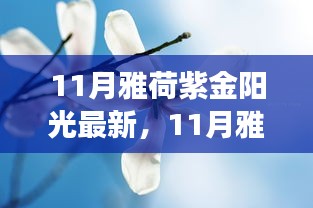 11月雅荷紫金陽光下的勵(lì)志蛻變，自信、成就與正能量并行不悖的旅程