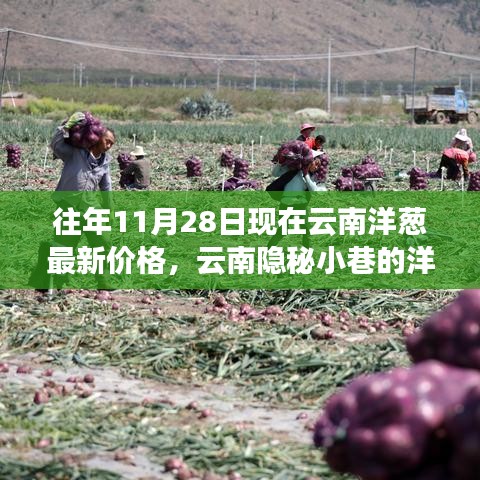 探尋云南隱秘小巷的洋蔥秘香，最新價格與美食奇遇（11月28日）