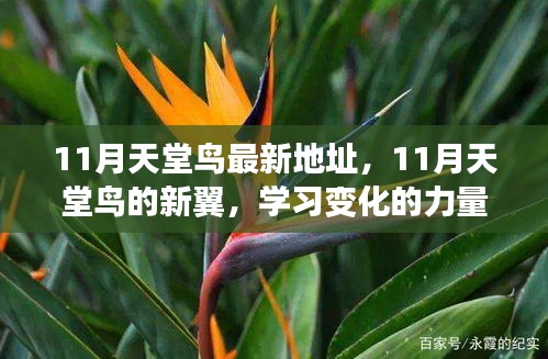 11月天堂鳥新翼展翅，學(xué)習(xí)變化力量，自信翱翔人生藍(lán)天