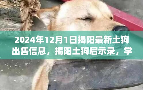 揭陽土狗最新出售信息，學(xué)習(xí)力量與自信成就之路的啟示錄