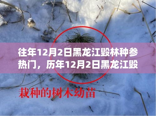 黑龍江毀林種參事件回顧，探尋背后的故事與啟示，歷年12月2日熱門事件聚焦
