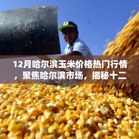 揭秘哈爾濱市場玉米價(jià)格行情，聚焦十二月熱門行情