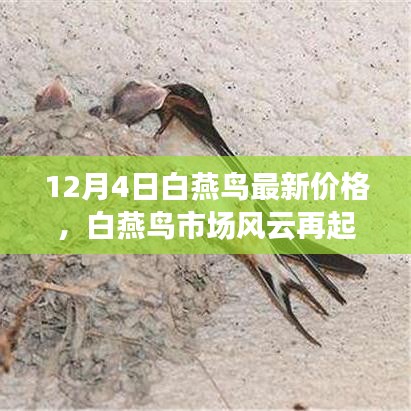 探尋白燕鳥市場(chǎng)風(fēng)云，最新價(jià)格揭秘與背后的故事