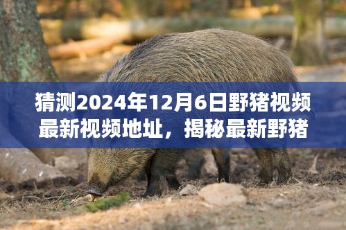 揭秘野豬視頻追蹤技巧，如何猜測并獲取特定日期野豬視頻地址（警惕違法犯罪風險）