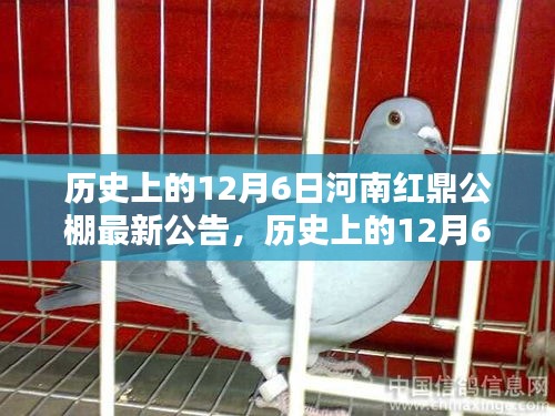 揭秘河南紅鼎公棚歷史公告，最新動(dòng)態(tài)盡在12月6日揭曉！