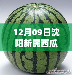沈陽新民西瓜最新價格與科技魔力，智能報價系統(tǒng)體驗報告（12月版）