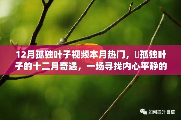十二月孤獨葉子視頻，綠色之旅探尋內(nèi)心平靜