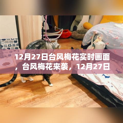 臺風梅花來襲，12月27日實時畫面與各方觀點探析