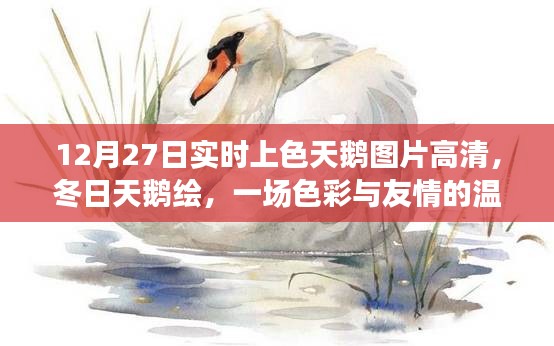 色彩與友情的冬日邂逅，高清上色天鵝圖片及冬日天鵝繪