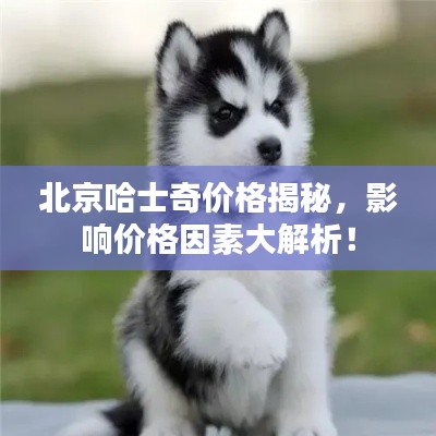 北京哈士奇價格揭秘，影響價格因素大解析！