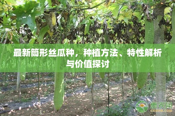 最新筒形絲瓜種，種植方法、特性解析與價值探討