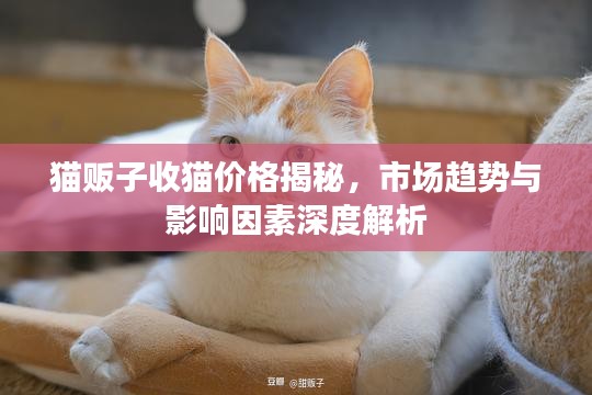貓販子收貓價(jià)格揭秘，市場(chǎng)趨勢(shì)與影響因素深度解析