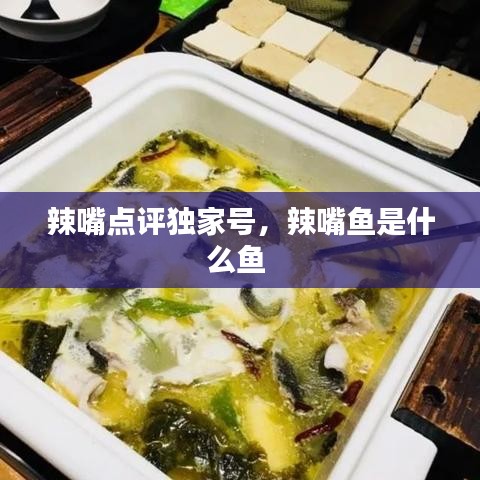 辣嘴點(diǎn)評(píng)獨(dú)家號(hào)，辣嘴魚(yú)是什么魚(yú) 