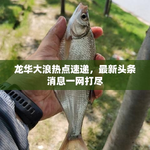 龍華大浪熱點速遞，最新頭條消息一網打盡