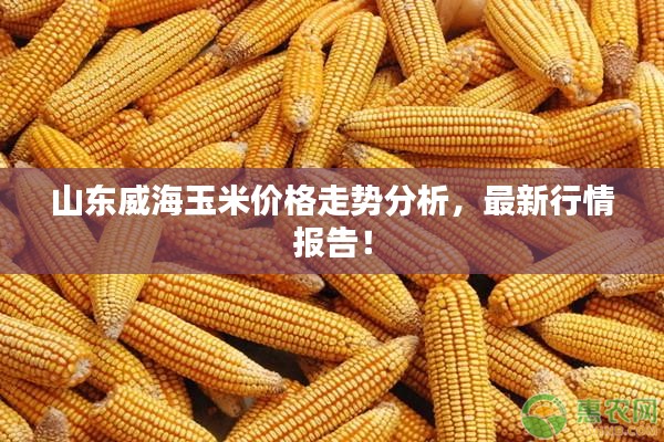 山東威海玉米價格走勢分析，最新行情報告！