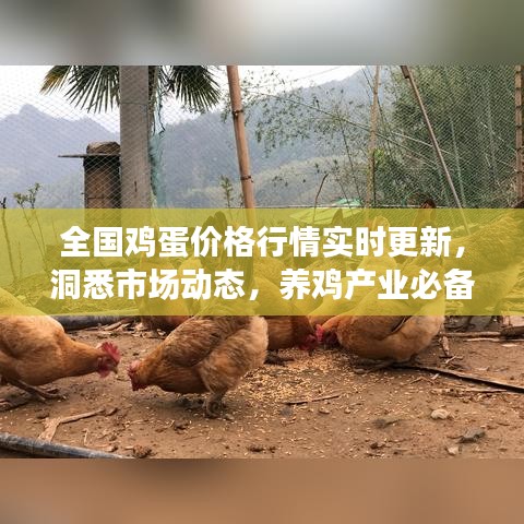 全國(guó)雞蛋價(jià)格行情實(shí)時(shí)更新，洞悉市場(chǎng)動(dòng)態(tài)，養(yǎng)雞產(chǎn)業(yè)必備參考資訊平臺(tái)
