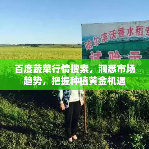 百度蔬菜行情搜索，洞悉市場趨勢，把握種植黃金機遇