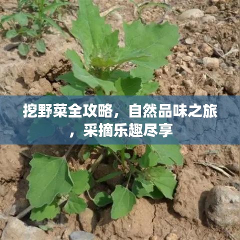 挖野菜全攻略，自然品味之旅，采摘樂趣盡享