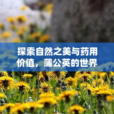 探索自然之美與藥用價(jià)值，蒲公英的世界等你來(lái)發(fā)現(xiàn)