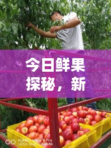 今日鮮果探秘，新鮮果實世界的最新動態(tài)