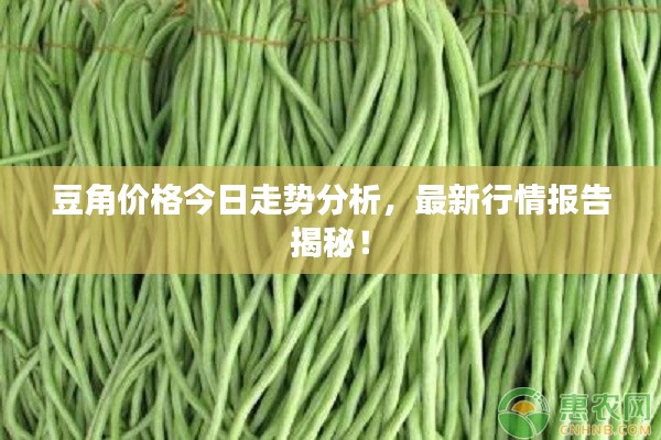 豆角價格今日走勢分析，最新行情報(bào)告揭秘！