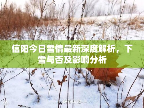 信陽今日雪情最新深度解析，下雪與否及影響分析