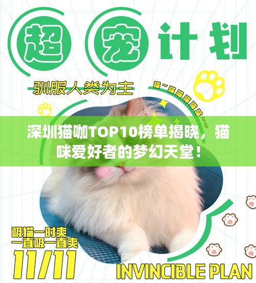 深圳貓咖TOP10榜單揭曉，貓咪愛好者的夢幻天堂！
