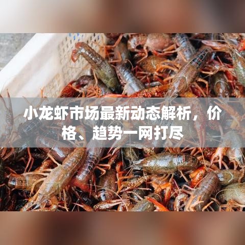 小龍蝦市場最新動態(tài)解析，價格、趨勢一網(wǎng)打盡