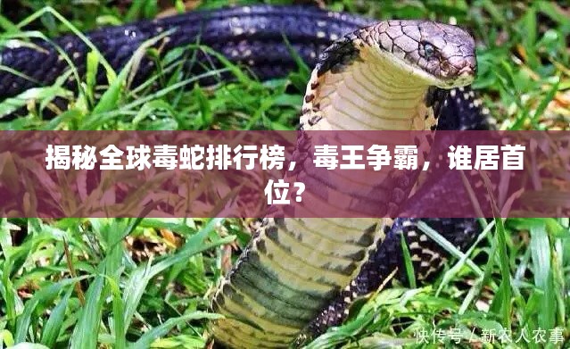 揭秘全球毒蛇排行榜，毒王爭(zhēng)霸，誰(shuí)居首位？