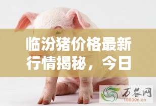臨汾豬價(jià)格最新行情揭秘，今日走勢(shì)分析與預(yù)測(cè)