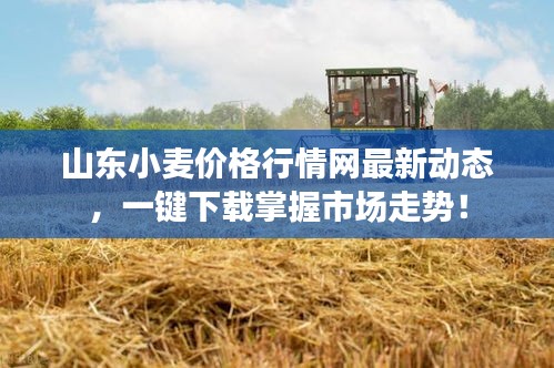 山東小麥價(jià)格行情網(wǎng)最新動(dòng)態(tài)，一鍵下載掌握市場(chǎng)走勢(shì)！