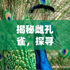 揭秘雌孔雀，探尋百度下的神秘生物世界