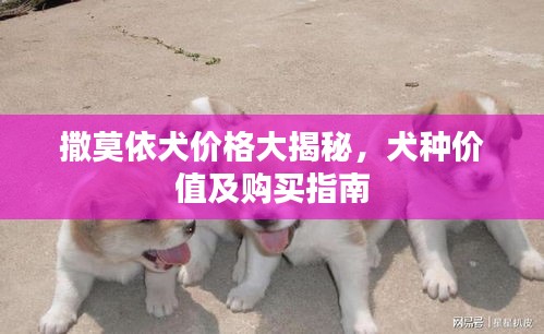 撒莫依犬價(jià)格大揭秘，犬種價(jià)值及購(gòu)買(mǎi)指南