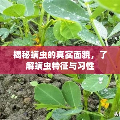 揭秘螨蟲的真實面貌，了解螨蟲特征與習(xí)性