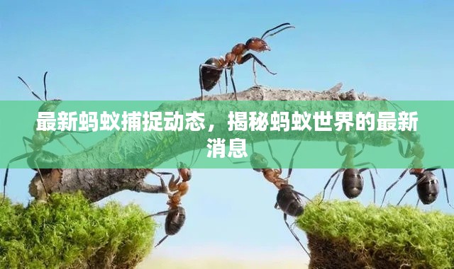 最新螞蟻捕捉動(dòng)態(tài)，揭秘螞蟻世界的最新消息