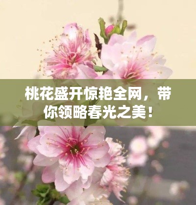 桃花盛開驚艷全網(wǎng)，帶你領(lǐng)略春光之美！