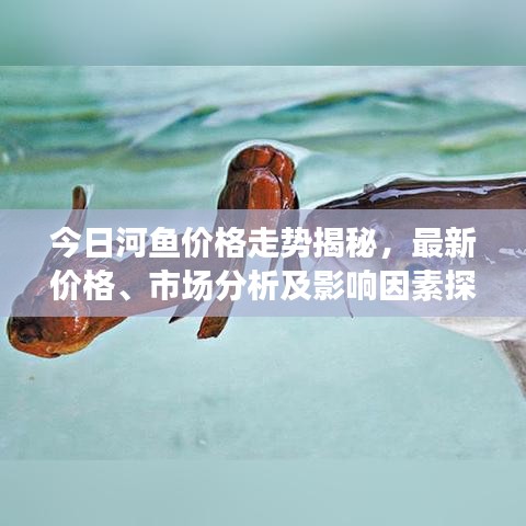 今日河魚(yú)價(jià)格走勢(shì)揭秘，最新價(jià)格、市場(chǎng)分析及影響因素探討